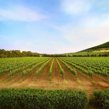 Wine Leda D'ittiri Bauernhof *